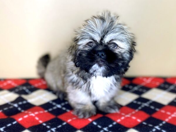 Lhasa Apso-DOG-Female-Golden-1515-Petland Florence, Kentucky