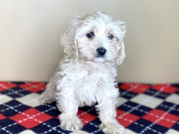 Cock A Poo-DOG-Female-Buff-1513-Petland Florence, Kentucky