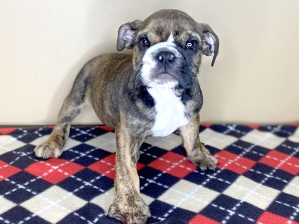 Bulldog DOG Male Red Brindle 1512 Petland Florence, Kentucky