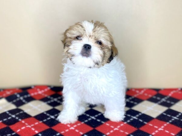 Shih Tzu DOG Female Gold / White 1511 Petland Florence, Kentucky