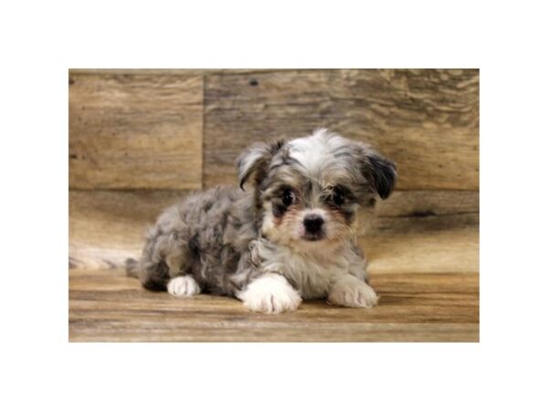 Chihuahua-DOG-Male-Blue Merle / White-1520-Petland Florence, Kentucky