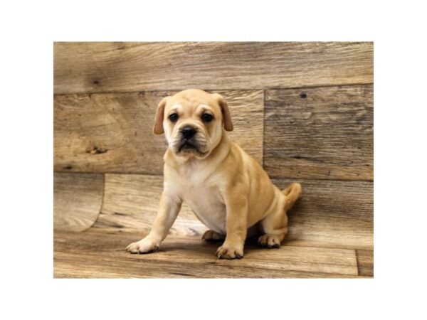 Ori Pei-DOG-Female-Fawn-1517-Petland Florence, Kentucky
