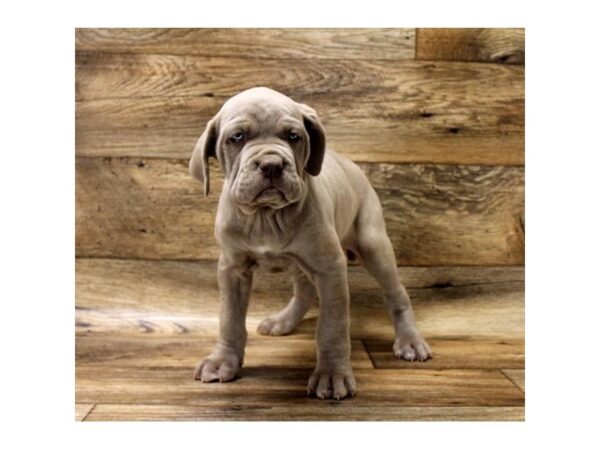 Neapolitan Mastiff DOG Male Tawny 1518 Petland Florence, Kentucky