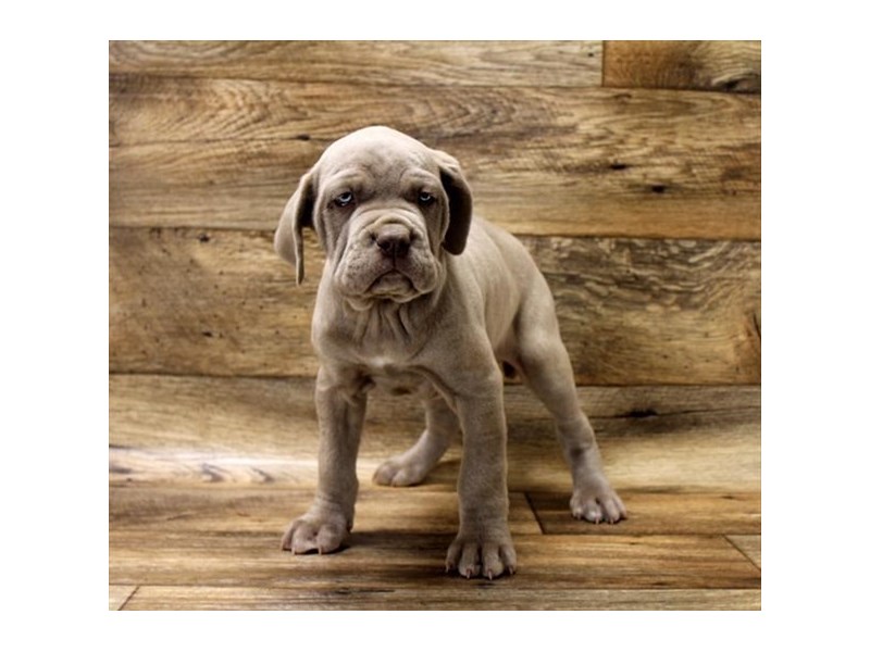 Tawny sales neo mastiff