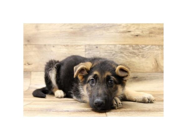 German Shepherd Dog-DOG-Male-Black / Tan-1519-Petland Florence, Kentucky