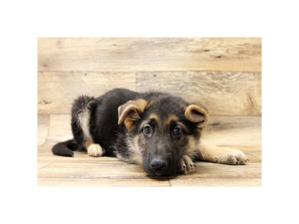 German Shepherd Dog DOG Male Black / Tan 1519 Petland Florence, Kentucky