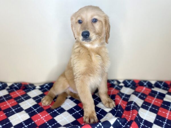 Golden Retriever DOG Male Golden 1531 Petland Florence, Kentucky