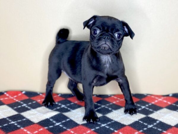 Pug DOG Female Black 1530 Petland Florence, Kentucky