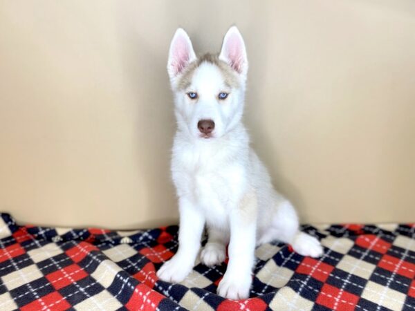 Siberian Husky DOG Male Agouti / White 1529 Petland Florence, Kentucky