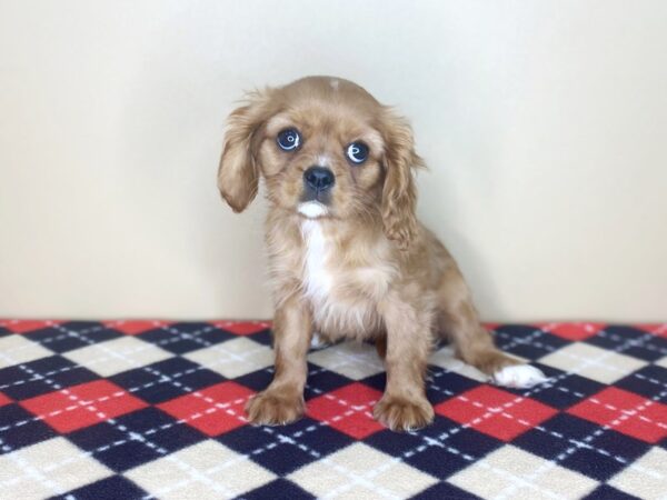 Cavalier King Charles Spaniel-DOG-Female-Ruby-1528-Petland Florence, Kentucky