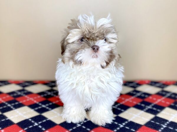 Shih Tzu-DOG-Male-Chocolate Sable-1527-Petland Florence, Kentucky
