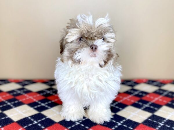 Shih Tzu DOG Male Chocolate Sable 1527 Petland Florence, Kentucky