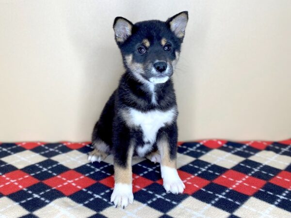 Shiba Inu-DOG-Female-Black / Tan-1526-Petland Florence, Kentucky