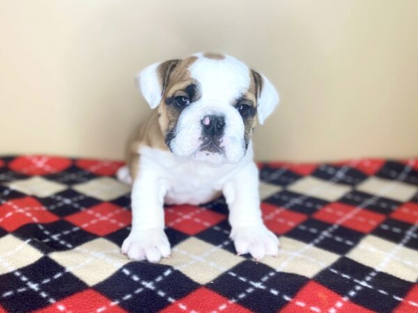 Bulldog DOG Male Red / White 1525 Petland Florence, Kentucky