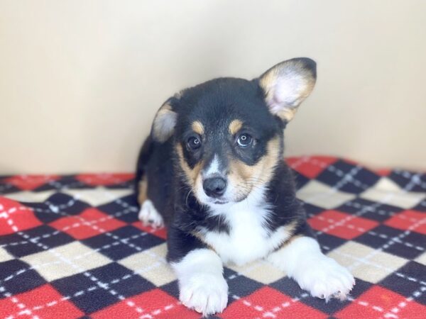 Pembroke Welsh Corgi DOG Female Black Tan / White 1524 Petland Florence, Kentucky