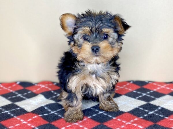 Yorkshire Terrier DOG Female Black / Tan 1523 Petland Florence, Kentucky