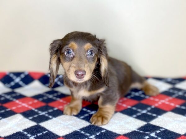 Dachshund-DOG-Female-Chocolate / Tan-1522-Petland Florence, Kentucky