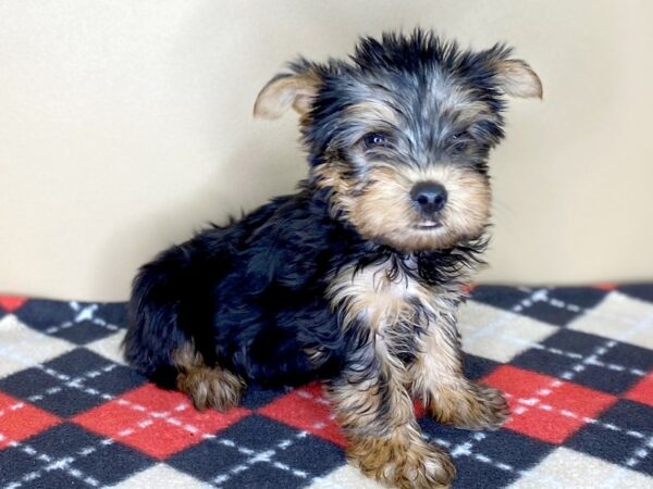 Yorkshire Terrier-DOG-Male-Black / Tan-1521-Petland Florence, Kentucky