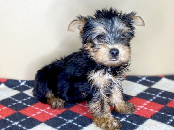 Yorkshire Terrier DOG Male Black / Tan 1521 Petland Florence, Kentucky