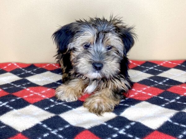 Morkie DOG Male Black / Tan 1538 Petland Florence, Kentucky