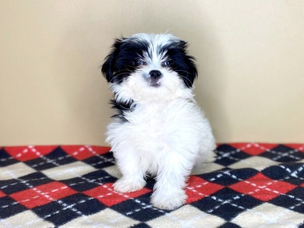 Japanese Chin/Maltese DOG Male Black / White 1537 Petland Florence, Kentucky