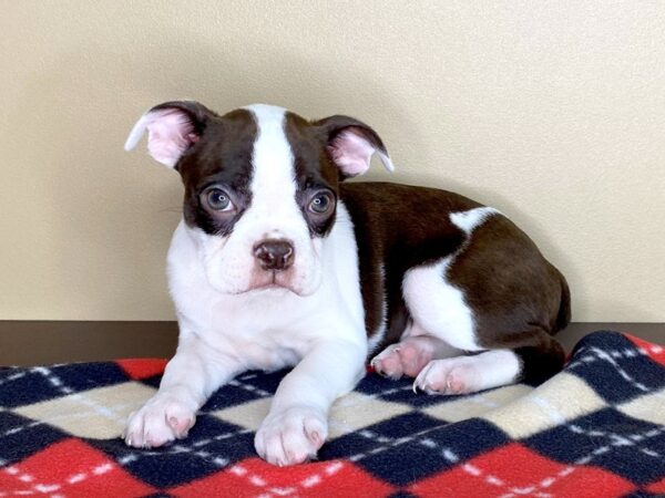 Boston Terrier DOG Female Seal / White 1536 Petland Florence, Kentucky