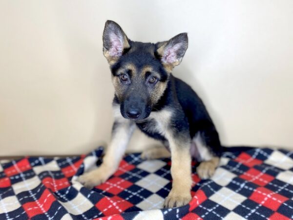 German Shepherd Dog-DOG-Female-Black / Tan-1535-Petland Florence, Kentucky