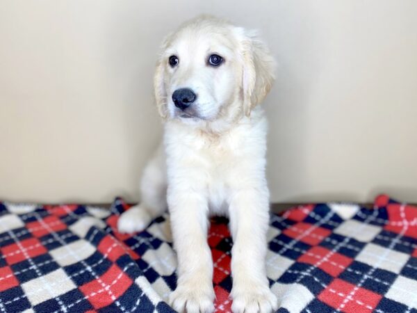 Golden Retriever DOG Male Light Golden 1534 Petland Florence, Kentucky