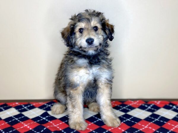 Pomapoo DOG Male Red Sable 1533 Petland Florence, Kentucky