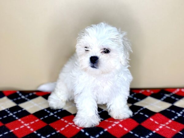 Teddy Bear-DOG-Male-Cream-1532-Petland Florence, Kentucky
