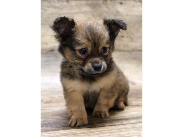 Chihuahua-DOG-Male-Black Sabled Fawn-1539-Petland Florence, Kentucky