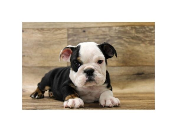 Bulldog DOG Male Black Tan / White 1540 Petland Florence, Kentucky