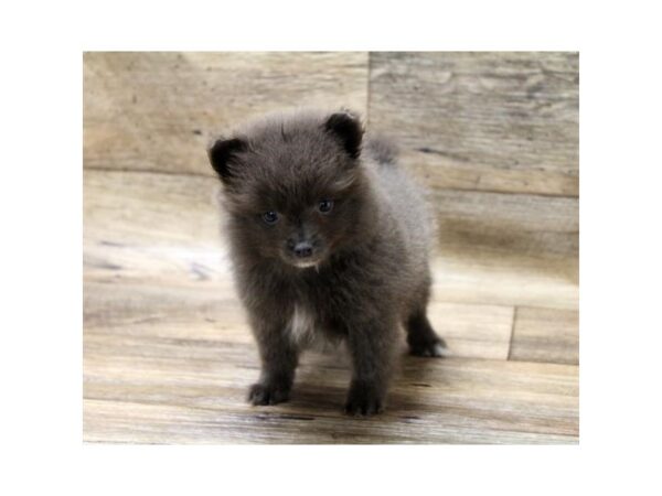 Pomeranian-DOG-Male-Blue-1541-Petland Florence, Kentucky