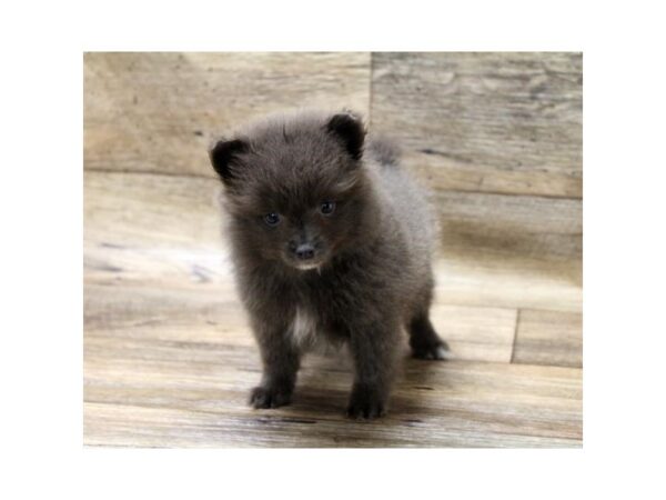 Pomeranian DOG Male Blue 1541 Petland Florence, Kentucky