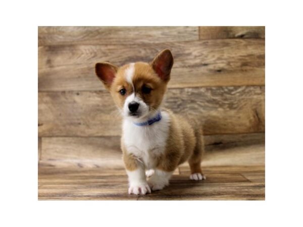 Pembroke Welsh Corgi DOG Female Sable / White 1542 Petland Florence, Kentucky