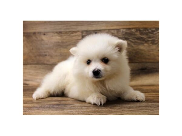 American Eskimo Dog-DOG-Male-White-1543-Petland Florence, Kentucky