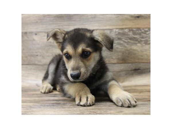 German Shepherd Dog DOG Female Black / Tan 1544 Petland Florence, Kentucky