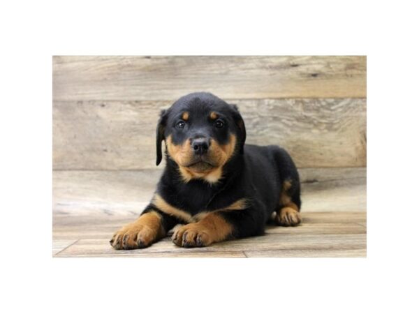 Rottweiler DOG Female Black / Mahogany 1548 Petland Florence, Kentucky