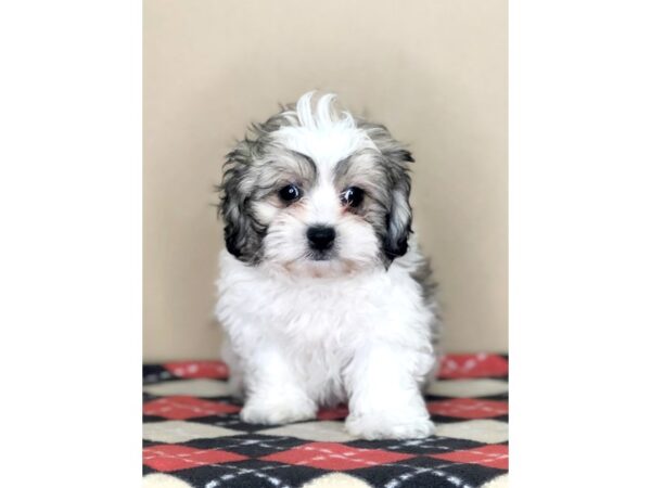 Teddy Bear DOG Male Gold / White 1545 Petland Florence, Kentucky