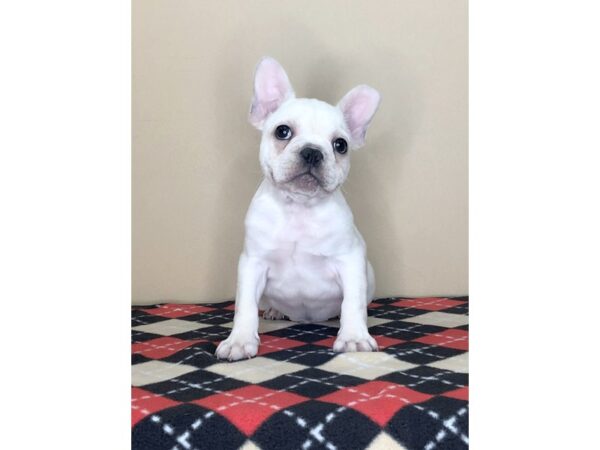 French Bulldog-DOG-Male-Cream-1549-Petland Florence, Kentucky