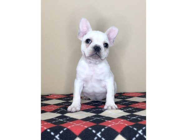 French Bulldog DOG Male Cream 1549 Petland Florence, Kentucky