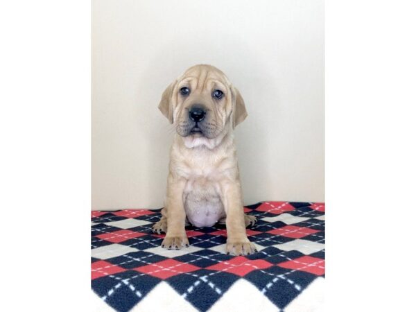 Chinese Shar-Pei DOG Female Red 1550 Petland Florence, Kentucky