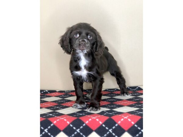 Cocker Spaniel DOG Female Chocolate 1551 Petland Florence, Kentucky