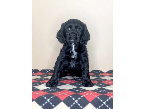 Cocker Spaniel-DOG-Male-Black-1552-Petland Florence, Kentucky
