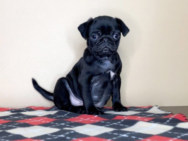 Pug DOG Male Black 1553 Petland Florence, Kentucky