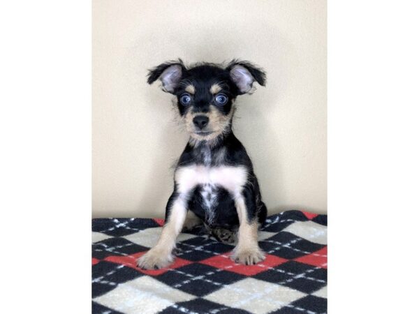 Chorkie-DOG-Male-Black / Tan-1554-Petland Florence, Kentucky