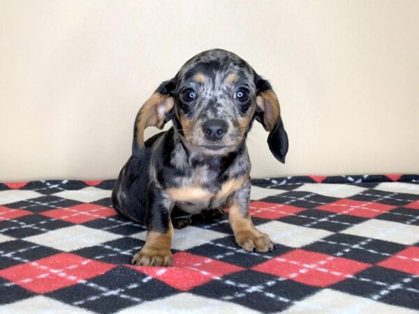 Dachshund DOG Female Black / Tan 1555 Petland Florence, Kentucky