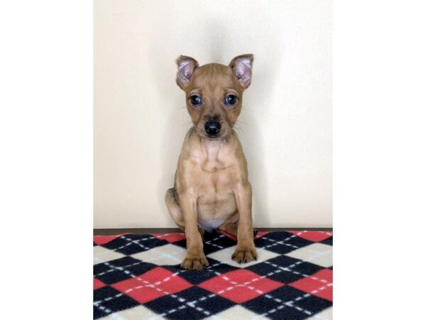 Miniature Pinscher DOG Female Stag Red 1556 Petland Florence, Kentucky