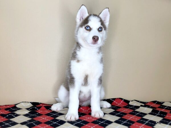 Siberian Husky DOG Female Red / White 1557 Petland Florence, Kentucky