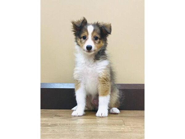 Shetland Sheepdog DOG Male Sable & White 1566 Petland Florence, Kentucky